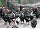 叶县晋昇牌纯绿色荒山放养柴鸡，柴鸡蛋，价格合理，量大从优！