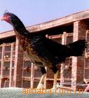 志宏斗鸡场常年供应斗鸡，斗鸡品种全，斗鸡价格低