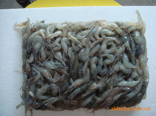 厂家直销南水北调中线源头出产各种规格优质青虾