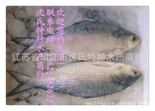 供应长江鲥鱼(图)，养殖鲥鱼，鱼苗等水产海鲜，各省市火爆热销中